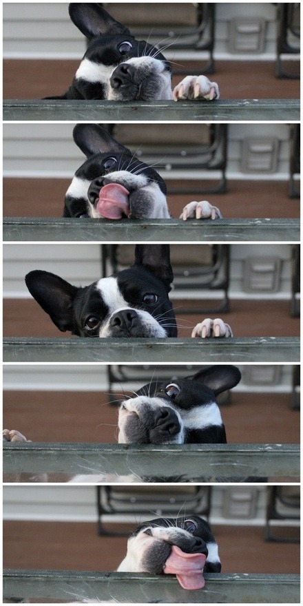 dogsandpupsdaily: - Boston Terrier. Want more? Follow:http://dogsandpupsdaily.tumblr.com/