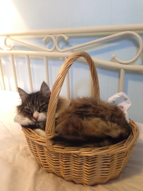 lnnea:I’m trying to clean but he wants to come with me all the time so I put him in the basket