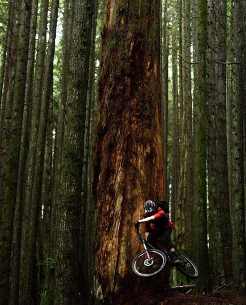 bikesandpunk: The meaning of life is live….