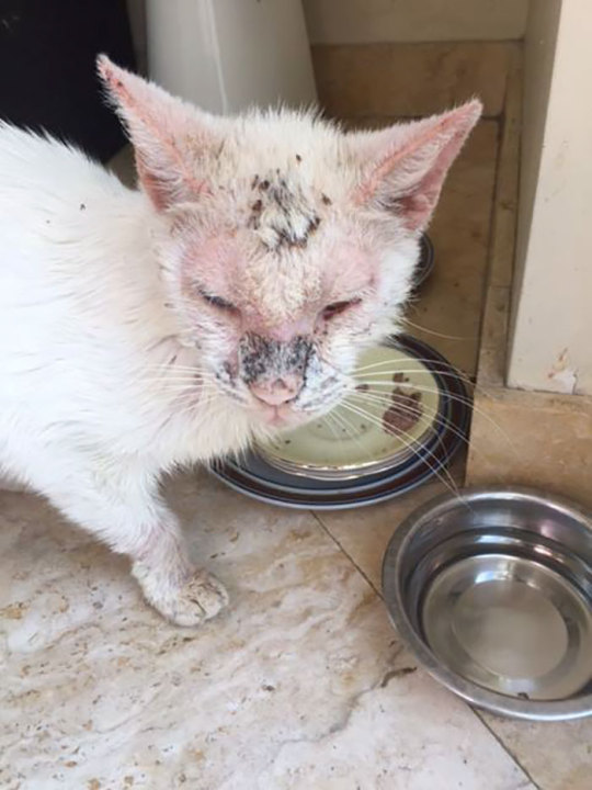 Homeless Cat Opens Its Eyes For The First Time In Months, Stuns Everyone With Their Beauty