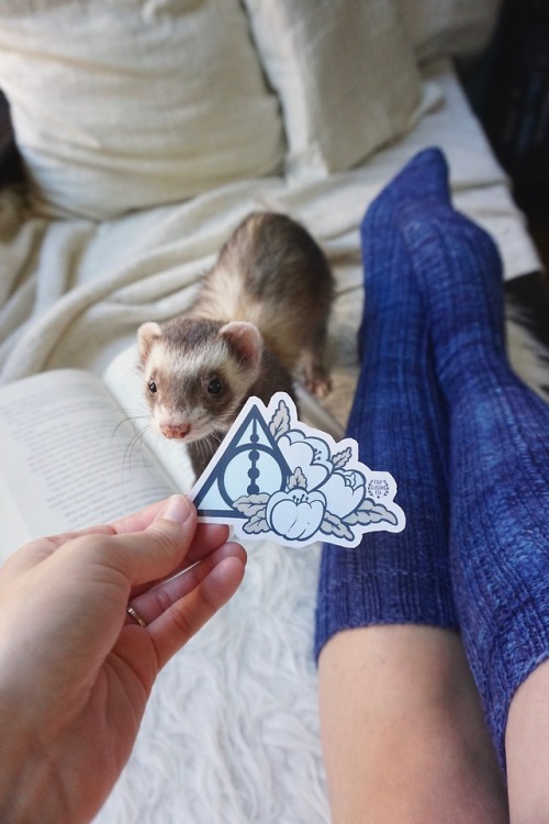 the-book-ferret - A L W A Y S 