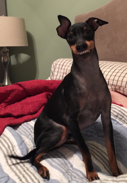 philly542:  My dog is so smiley!!!