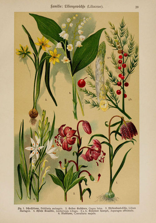 heaveninawildflower:  Botanical illustrations taken from  ‘Hoffmann-Dennert Botanischer Bilderatlas’  by Dr. E. Dennert.Published 1911.https://www.biodiversitylibrary.org/page/1122683Wikimedia.