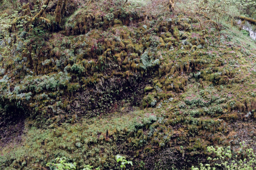 newjackcole:  Silver Falls, May 2022(Canon A-1, Kodak Portra 400 & Fujifilm 200)