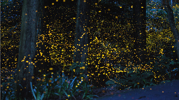 odditiesoflife:  Long Term Exposure of Mating Gold Fireflies Japanese photographer