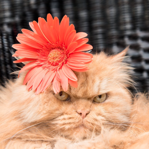 britbrit1103:  catsbeaversandducks:  “But I AM smiling!”Photos by Garfi The Angry Cat  Same