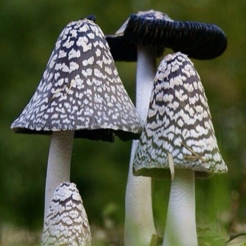 Flowers & Fungi