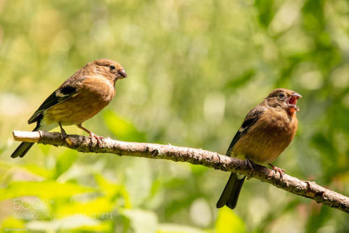 Dompfaff/Bullfinches Youngsters by SigrunBrueggenthies