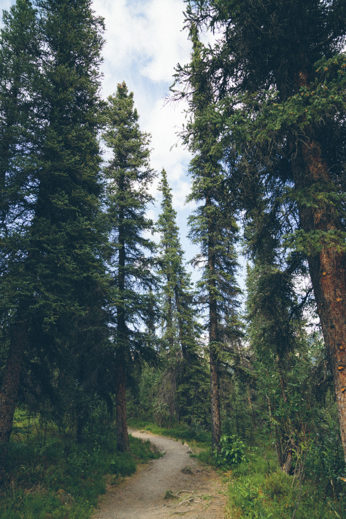 northskyphotography:  Deep Forest by North Sky Photography 