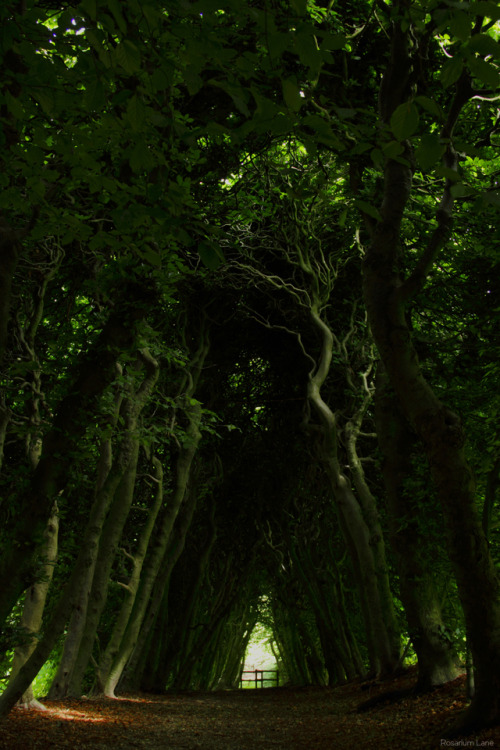 rosariumlane:This is really nice. a hedge that you can walk through and within, it’s in a smal