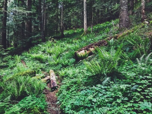 justapplyyourself:Green Canyon Way Trail. Salmon-Huckleberry Wilderness, Oregon.