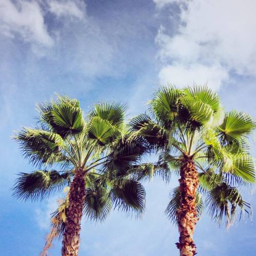shakshukababy: #two #green #palms #blue #sky #clouds #gainesville #florida #floridasky #floridapalms