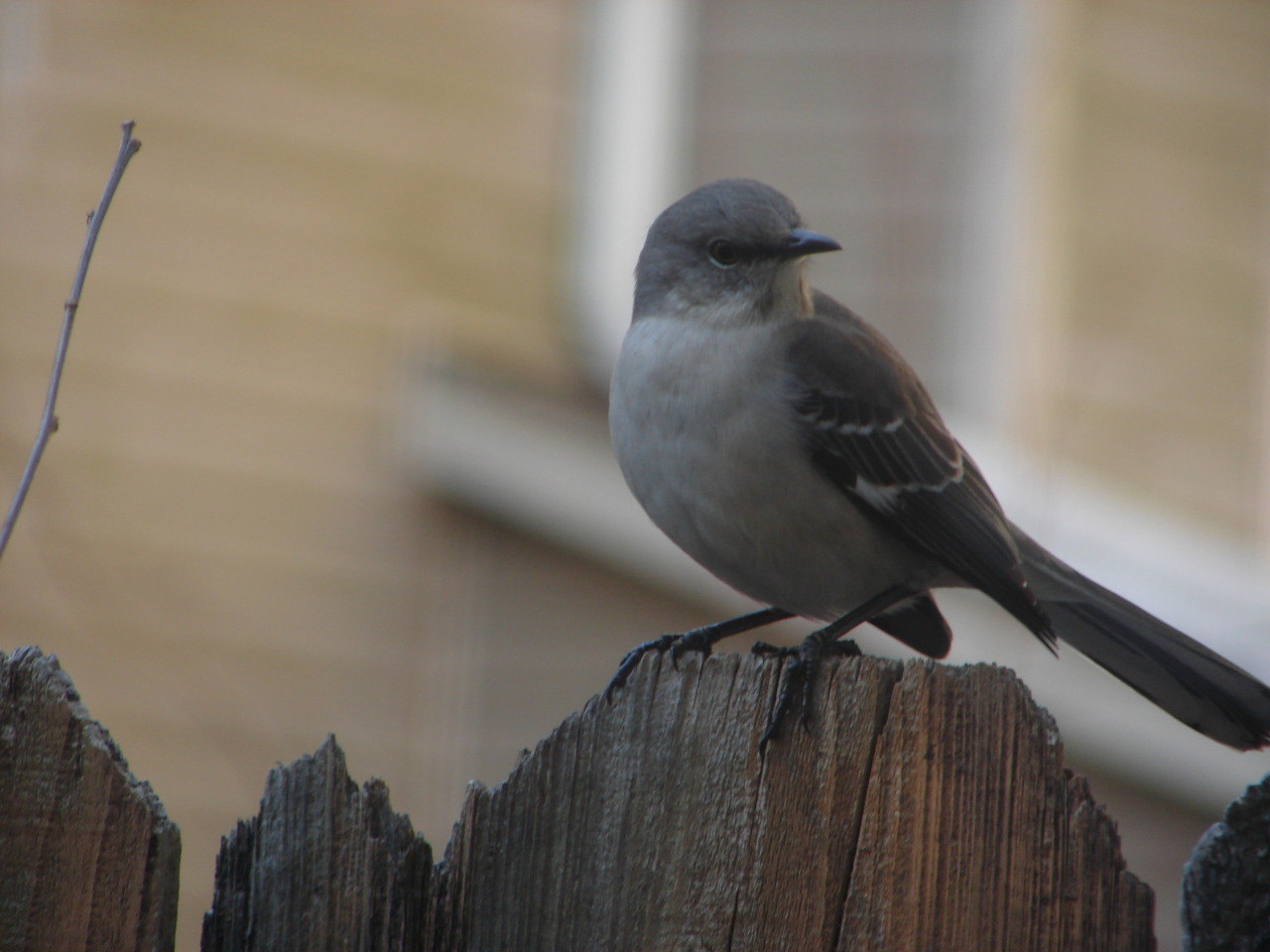 If that mocking bird don’t sing. Back yard birds