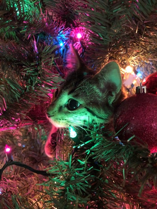 It’s Eleven’s first Christmas, and she loves the tree. ❤️(submitted by @doyoulikethati)