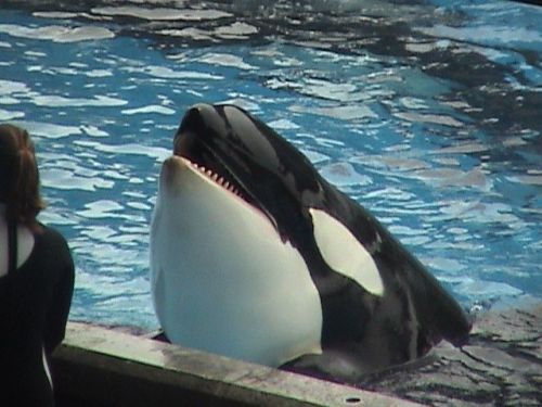 Gender: FemalePod: N/APlace of Capture: Born at SeaWorld of FloridaDate of Capture: Born on December