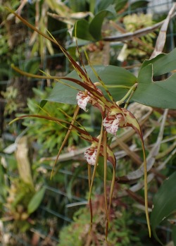 orchid-a-day:  Dendrobium tetragonum subsp. giganteumSyn.: Dendrobium tetragonum var. giganteum; Dendrobium capitisyork; Tetrabaculum capitisyorkDecember 19, 2016 