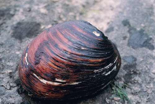 Pink Mucket (Lampsilis abrupta)
Also known as the pink mucket pearly mussel, Lampsilis abrupta is a species of freshwater Unionid bivalve which was formerly widespread throughout the United States, occurring in 25 different river systems. It now...