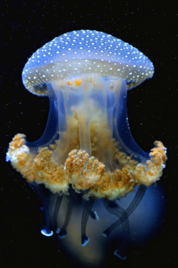 wowtastic-nature:  💙 Rising Jellyfish on 500px by Josef Gelernter, Vienna, Austria ☀  Nikon D3S-f/4-1/125s-200mm-iso640, 1515✱2277px-rating:97.6