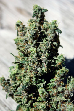 nicknigger:  Diggin’ this nug shot