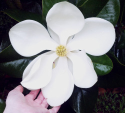  a Magnolia grandiflora flower in my yard. magnolias are so ancient, they existed before bees did, so they are designed to be pollinated by beetles instead. did you know that? if you ever read the english wikipedia article on magnolias, you did. but if