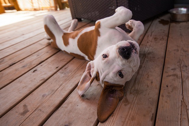 bullysmiles:
IMG_4293 by fred.:R32 on Flickr.
Reminds me of my own American Bulldog Sam
- Matt Mc