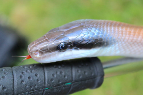 almightyshadowchan:Venus, 2017 Cave-Dwelling Rat snake (Orthriophis t. ridleyi)