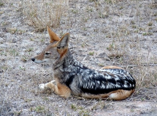 fyanimaldiversity: Black-backed jackal (Canis mesomelas) A handsome average example showing off