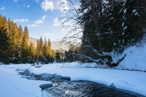 winter landscape with mountain river. coniferous forest on a snow covered shore. wonderful nature scenery in afternoon light - winter landscape with mountain river. coniferous forest on a snow covered shore. wonderful nature scenery in afternoon light #river#nature#winter#landscape#water#snow#cold#season#outdoor#beautiful#tree#background#f