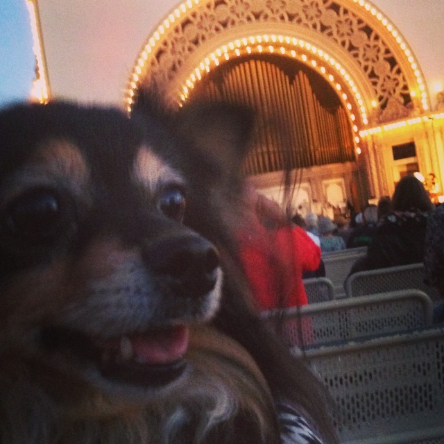 BPickles is enjoying the biggest outdoor organ at this intentional organ festival they’ve been doing here since 1917 #since1917 #hauntedcarniemusic #octopushandstoplay