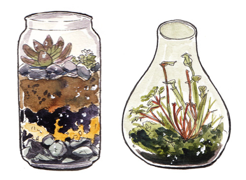 incaseyouart:Little watercolour terrariums! I want all of these and more in my house <3<3