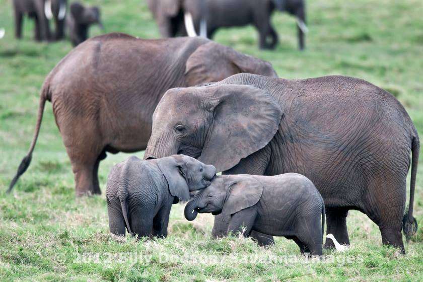 Happy elephants!