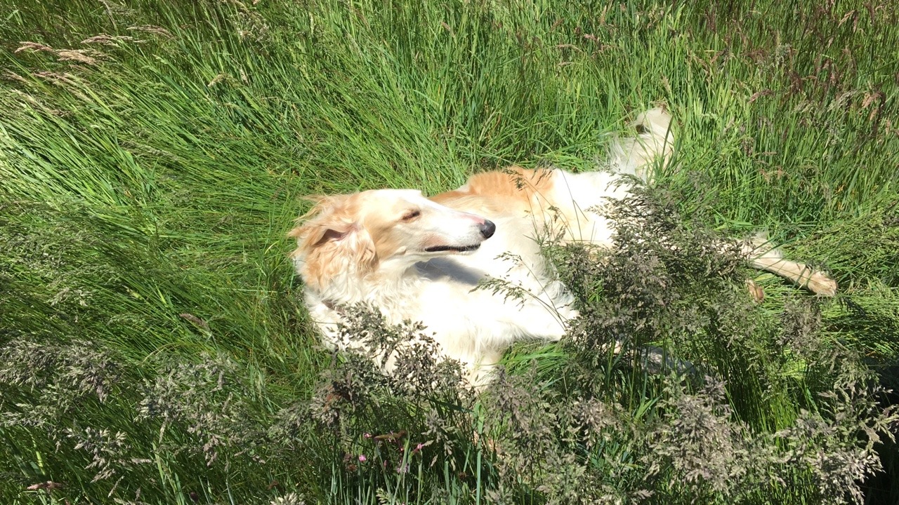 inebubble: Happy noodle 