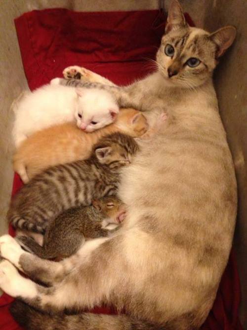 murderousbreakdowns:OH MY FREAKING GOSH.“A tender cat that had just given birth gave her owners a bi