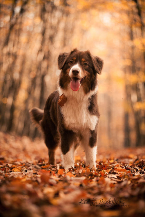 tinybigpaws:Australian Shepherd.