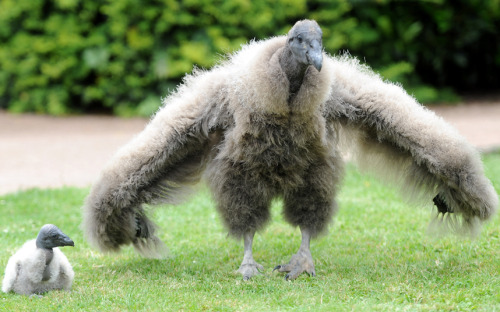 “A ten and a half week old Andean condor chick named Moccas (right) is seen with a ten day old chick at the International Centre for Birds of Prey in Gloucestershire
”
icture: Paul Nicholls / Barcroft Media (via Animal pictures of the week: 10 July...