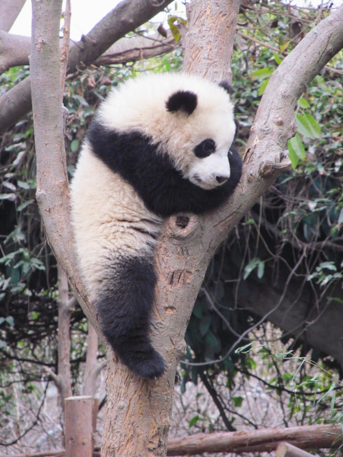 giantpandaphotos:  © Jekehl55. 