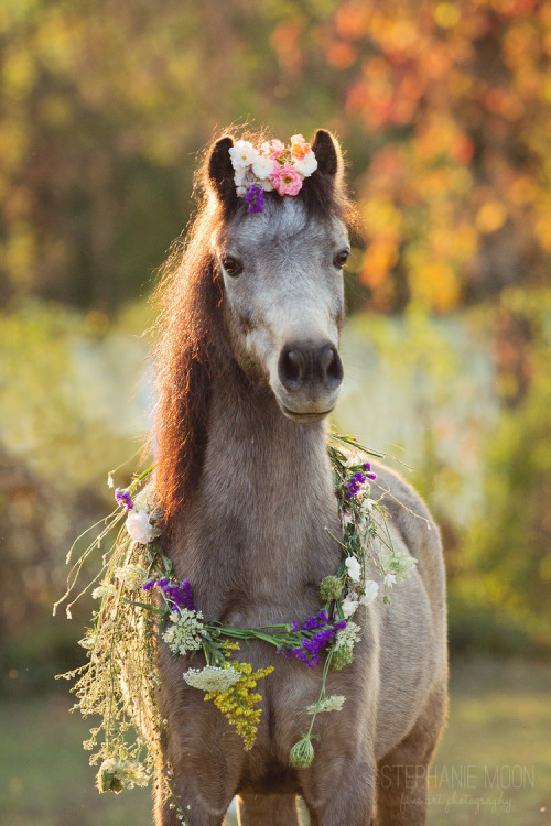 (1) Stephanie Moon is a fine art photographer with a specialty in horses. Her ability to capture the