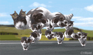 Cat GIF Central