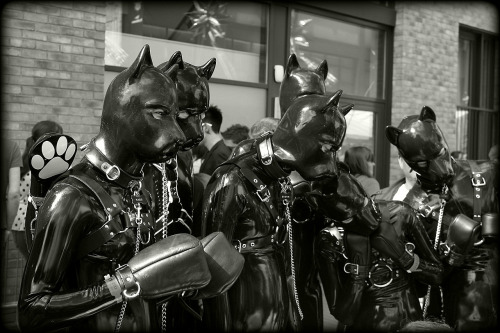 perroscalientes:  http://nuevaediciondeperros.blogspot.com/ 