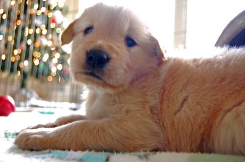 labradork829:  4-week-old Golden Retriever puppies who are all future Leader Dogs for the Blind. 