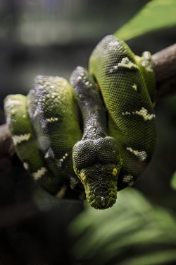 magicalnaturetour:  (via 500px / Emerald by Dana Zuk)