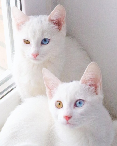my-moonlight-us: SIS.TWINS IRISS AND ABISS