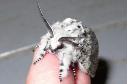 That is one fluffy moth