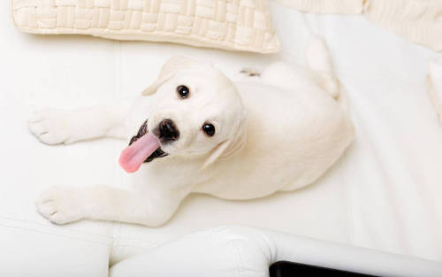 Fonte : Google - Brass Lantern Inn - pet-friendly-slide2Source : tinamotta.tumblr.com