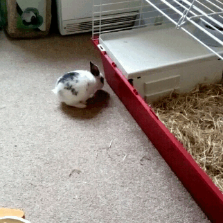 In compliance with the ‘Share your Bunny Tumblr laws,’ here is Pie, for your amazing blog 🐇 😘  @pickle-pippa has the cutest bun. That little hop though!
