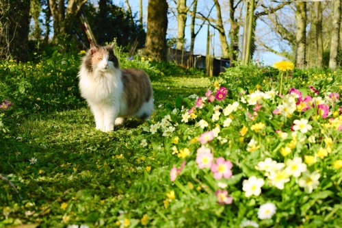 willee-i-am:Treacle is probably the easiest of our kitties to photograph (and she’s the most photoge