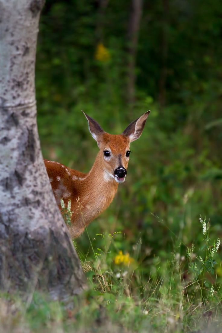 worlds-evolution:  Peek-a-boo Fawn - White-tailed fawn par Jim Cumming on 500px 