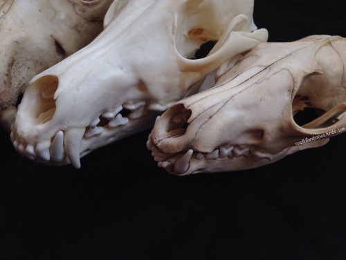 roadkillandcrows:  Coyote and fox skull.