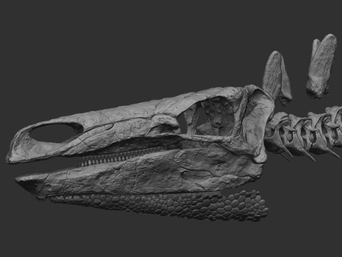 Stegosaurus skull in progress. 3D sculpting/ 3D printing/ Painting.Soon on Cults : cult