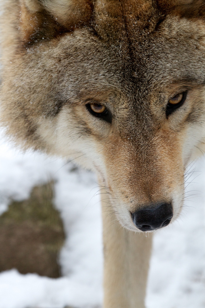 thatwanderinglonewolf:  mongolian wolf 1 (by nimble.lynx)